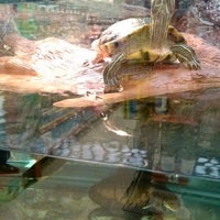 petco near kings plaza