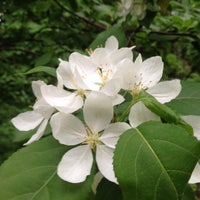 Photo prise au Сад им. П. И. Травникова par Seraphima Z. le5/16/2013