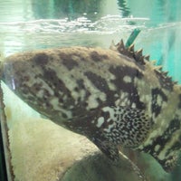 8/9/2014에 Richard C.님이 Gulf Specimen Aquarium에서 찍은 사진