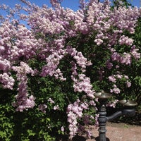 Photo taken at Hilda Klager Lilac Gardens by MOHAN N. on 5/5/2013