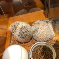 Photo taken at Hedgehog Cafe HARRY by Viviana S. on 1/6/2020