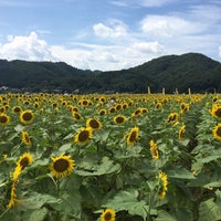 南光ひまわり畑 Garden In 佐用郡佐用町