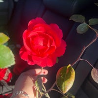 Foto tirada no(a) Antique Rose Emporium por Denise B. em 12/30/2023