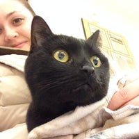 vca northeast cat and dog