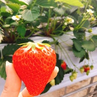 Photos At 赤ずきんちゃんのおもしろ農園 掛川市 静岡県 Photos At 赤ずきんちゃんのおもしろ農園 掛川市 静岡県