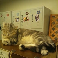 猫まるカフェ Tea Room In 錦糸町 猫まるカフェ Tea Room In 錦糸町