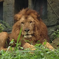 Taman Safari Indonesia Zoo In Bogor