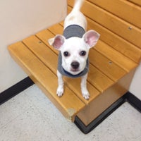 petsmart banfield ponce de leon