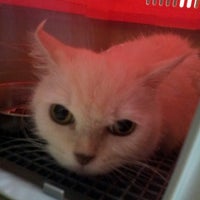 Maju Animal Clinic Kampung Sungai Putat