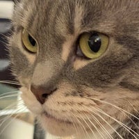 mueller's animal hospital