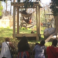 Photo taken at Orangutan Exhibit by Erin D. on 3/16/2018