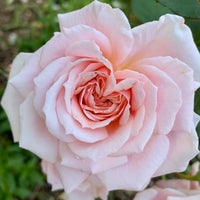 Photo taken at Kathrine Dulin Folger Rose Garden by RobH on 5/14/2023