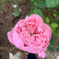 Photo taken at Kathrine Dulin Folger Rose Garden by RobH on 6/12/2023
