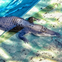 Photo taken at Crocosaurus Cove by Vince ©. on 5/11/2022