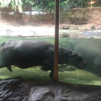 Photo taken at Hippopotamus Enclosure by Laurent B. on 5/22/2019
