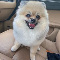 5/5/2020にYがЛилу - салон красоты для собакで撮った写真