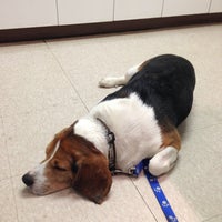 vca roberts animal hospital