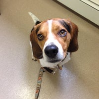 vca roberts animal hospital