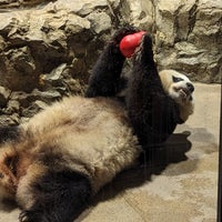 Photo taken at Giant Panda House by Steve F. on 7/25/2023