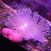 Das Foto wurde bei Antalya Aquarium von Hakan am 5/14/2013 aufgenommen