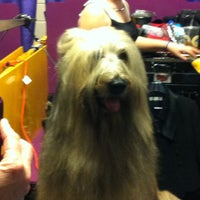 Photo taken at 136th Westminster Kennel Club Dog show by Stan F. on 2/13/2013
