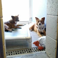Foto diambil di Arizona Animal Welfare League &amp;amp; SPCA oleh www.PetFinder.com -. pada 11/18/2012
