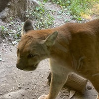 8/20/2022 tarihinde Tom M.ziyaretçi tarafından Queens Zoo'de çekilen fotoğraf