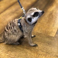 Photo taken at Harry Hedgehog Cafe by Erica C. on 10/1/2019