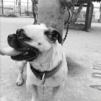 Photo taken at Arts District Dog Park by Miguel G. on 9/23/2012