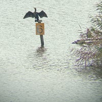弥富野鳥園 Nature Preserve In 弥富市 弥富野鳥園 Nature Preserve In 弥富市