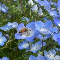 なばなの里 花ひろば Garden なばなの里 花ひろば Garden