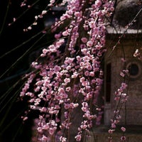 北野天満宮 梅苑 Garden In 京都市