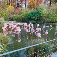 Photo taken at Tierpark Dählhölzli by Juanis 💃🏻 on 11/16/2019