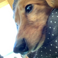 もりやま犬と猫の病院