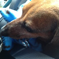 vca pines west animal hospital