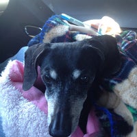 vca pines west animal hospital