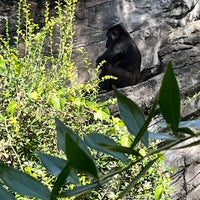 Photo taken at Gorilla Falls Exploration Trail (Pangani) by Lezley B. on 11/9/2023