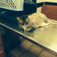 petsmart elston banfield