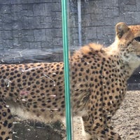 Photo taken at Cheetah by negisiva on 3/5/2019
