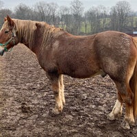 Foto scattata a Ryerss Farm for Aged Equines da Ben T. il 12/29/2021