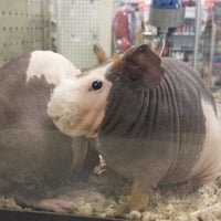 is my cat in pain when in heat