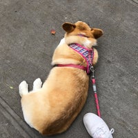 a cut above grooming salon