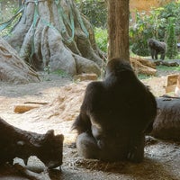 Photo taken at Gorilla Woods by Daisuke Y. on 5/3/2022