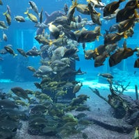 Atlantis Marine Habitat - 4 tips from 117 visitors