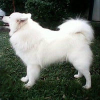 Review 18 Kennel Samoyed