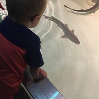 Photo taken at Shark  Exhibit by Shawn C. on 8/19/2017