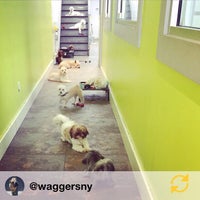 waggers daycare