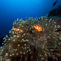 11/7/2015 tarihinde SCUBAFISH K.ziyaretçi tarafından Scubafish Dive Centre'de çekilen fotoğraf