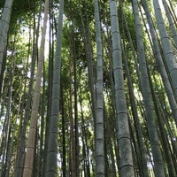 Photo taken at Arashiyama Bamboo Grove by Alistair on 5/13/2019