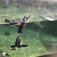 Photo taken at Pritzker Penguin Cove by Carly K. on 6/10/2017